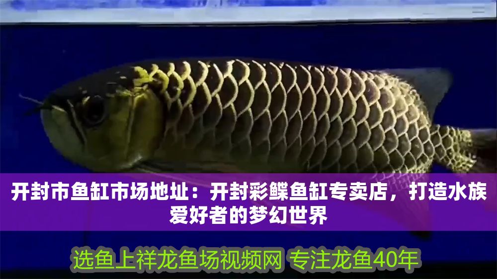 開封市魚缸市場地址：開封彩鰈魚缸專賣店，打造水族愛好者的夢幻世界（開封彩鰈魚缸專賣店） 開封市魚缸市場地址：開封彩鰈魚缸專賣店，打造水族愛好者的夢幻世界（開封彩鰈魚缸專賣店） 觀賞魚百科 第1張