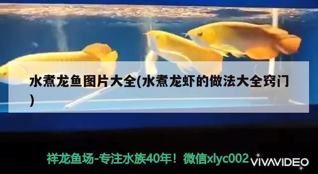 水煮龍魚圖片大全(水煮龍蝦的做法大全竅門)（關(guān)于水煮龍魚圖片大全）