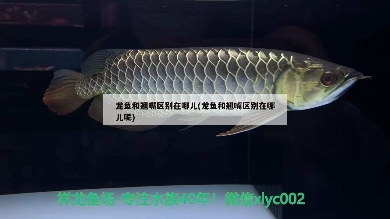 龍魚和翹嘴區別在哪兒(龍魚和翹嘴區別在哪兒呢)（龍魚和翹嘴區別在哪兒）