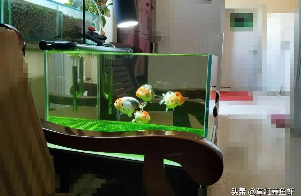 羅漢魚 鹽城魚缸水族箱批發(fā)市場(chǎng):鹽城花鳥市場(chǎng)搬到哪去了(鹽城魚缸水族箱批發(fā)市場(chǎng)) 觀賞魚百科 鹽城魚缸水族箱批發(fā)市場(chǎng):鹽城花鳥市場(chǎng)搬到哪去了(鹽城魚缸水族箱批發(fā)市場(chǎng)) 鹽城魚缸水族箱批發(fā)市場(chǎng):鹽城花鳥市場(chǎng)搬到哪去了(鹽城魚缸水族箱批發(fā)市場(chǎng)) 觀賞魚百科