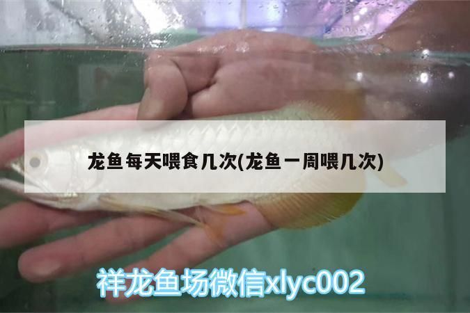 龍魚每天喂食幾次(龍魚一周喂幾次)（龍魚每天喂食幾次）