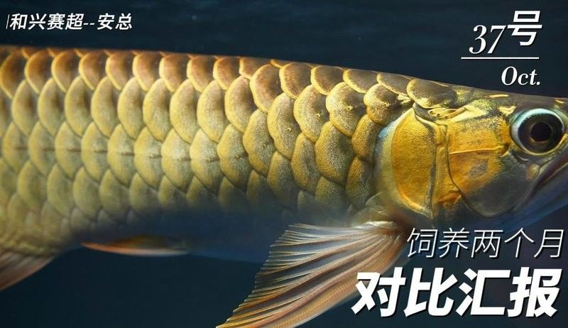 老孫介紹養(yǎng)龍魚全部視頻（龍魚定時趴缸怎么回事）