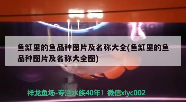 魚缸里的魚品種圖片及名稱大全(魚缸里的魚品種圖片及名稱大全圖)（魚缸里的圖片及名稱大全）