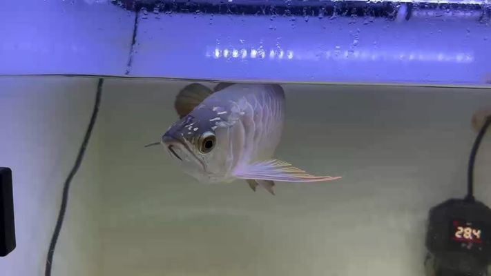無錫龍魚專賣店（無錫龍魚專賣店在哪里） 無錫龍魚專賣店（無錫龍魚專賣店在哪里） 觀賞魚百科 第4張