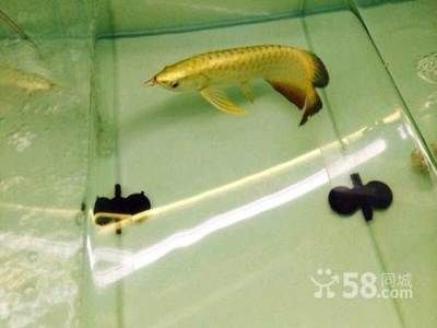 無錫龍魚專賣店（無錫龍魚專賣店在哪里） 無錫龍魚專賣店（無錫龍魚專賣店在哪里） 觀賞魚百科 第3張
