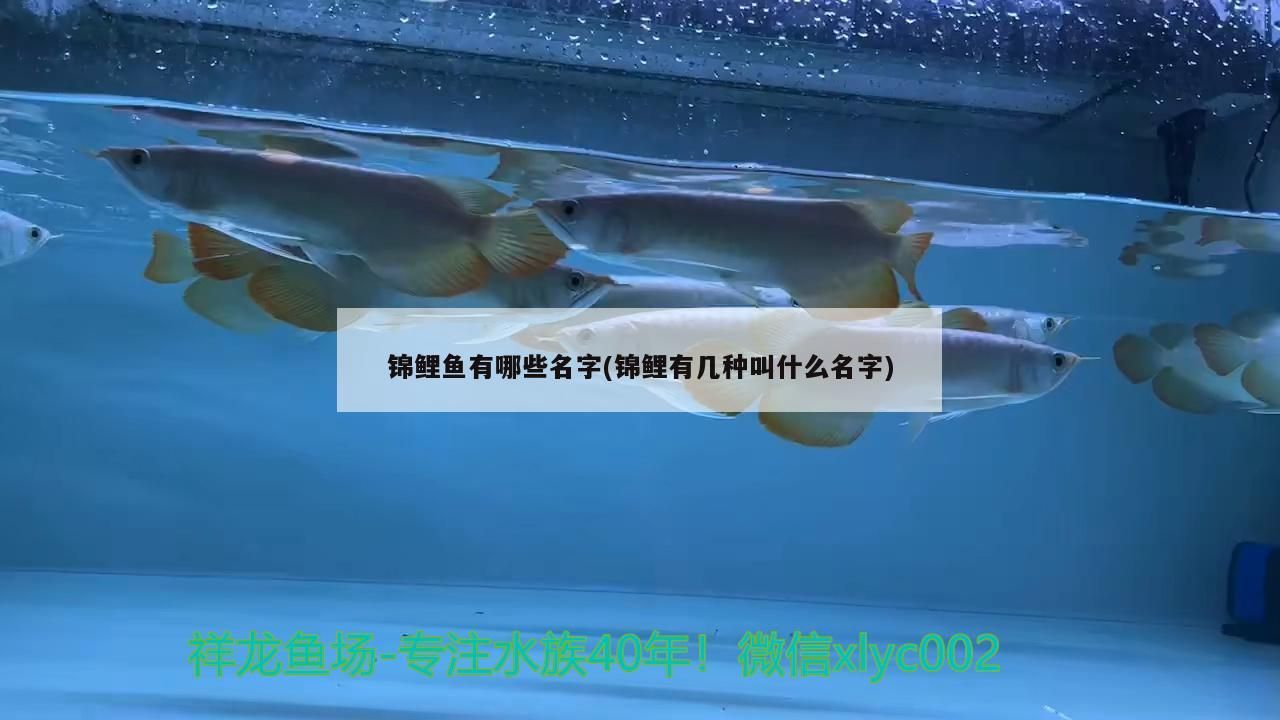 錦鯉魚有哪些名字(錦鯉有幾種叫什么名字)（錦鯉的種類及種類） 錦鯉魚有哪些名字(錦鯉有幾種叫什么名字)（錦鯉的種類及種類） 觀賞魚百科