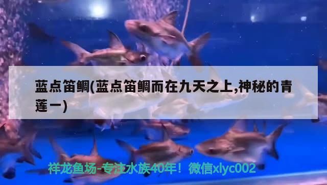 藍點笛鯛(藍點笛鯛而在九天之上,神秘的青蓮一)（藍點笛鯛和藍點笛鯛的神秘性也是吸引人們探索和研究的原因） 藍點笛鯛(藍點笛鯛而在九天之上,神秘的青蓮一)（藍點笛鯛和藍點笛鯛的神秘性也是吸引人們探索和研究的原因） 觀賞魚百科