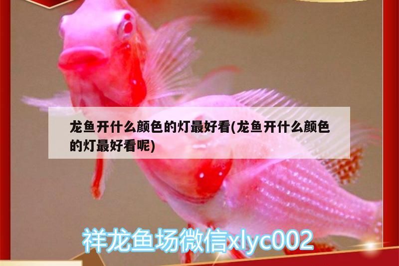 紅龍魚(yú) 龍魚(yú)開(kāi)什么顏色的燈最好看(龍魚(yú)開(kāi)什么顏色的燈最好看呢)(祥龍魚(yú)開(kāi)什么顏色的燈最好看和龍魚(yú)開(kāi)什么顏色的燈最好看) 觀賞魚(yú)百科 龍魚(yú)開(kāi)什么顏色的燈最好看(龍魚(yú)開(kāi)什么顏色的燈最好看呢)(祥龍魚(yú)開(kāi)什么顏色的燈最好看和龍魚(yú)開(kāi)什么顏色的燈最好看) 龍魚(yú)開(kāi)什么顏色的燈最好看(龍魚(yú)開(kāi)什么顏色的燈最好看呢)(祥龍魚(yú)開(kāi)什么顏色的燈最好看和龍魚(yú)開(kāi)什么顏色的燈最好看) 觀賞魚(yú)百科