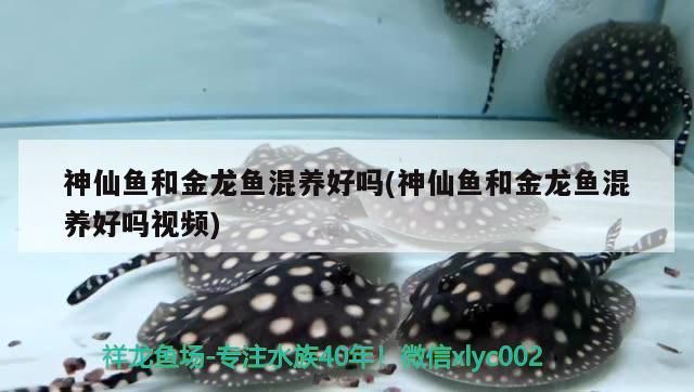 我的虎魚真菌感染了要怎么處理 神仙魚和金龍魚混養好嗎(神仙魚和金龍魚混養好嗎視頻)(神仙魚和金龍魚可以混養嗎) 觀賞魚百科 神仙魚和金龍魚混養好嗎(神仙魚和金龍魚混養好嗎視頻)(神仙魚和金龍魚可以混養嗎) 神仙魚和金龍魚混養好嗎(神仙魚和金龍魚混養好嗎視頻)(神仙魚和金龍魚可以混養嗎) 觀賞魚百科