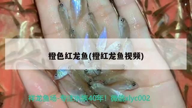橙色紅龍魚(橙紅龍魚視頻)（關于紅龍魚的飼養）
