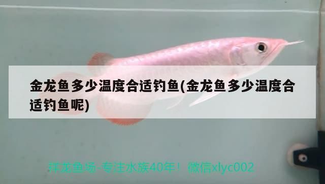 魚缸過濾器選購指南:自制魚缸過濾器魚缸上置過濾器對于養(yǎng)魚愛好者的必備知識 金龍魚多少溫度合適釣魚(金龍魚多少溫度合適釣魚呢)(金龍魚多少溫度合適釣魚) 觀賞魚百科 金龍魚多少溫度合適釣魚(金龍魚多少溫度合適釣魚呢)(金龍魚多少溫度合適釣魚) 金龍魚多少溫度合適釣魚(金龍魚多少溫度合適釣魚呢)(金龍魚多少溫度合適釣魚) 觀賞魚百科