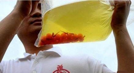 單養(yǎng)一條雄性金龍魚（單養(yǎng)一條雄性金龍魚需要注意什么？） 單養(yǎng)一條雄性金龍魚（單養(yǎng)一條雄性金龍魚需要注意什么？） 觀賞魚百科