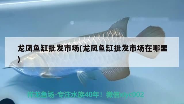 龍鳳魚缸批發市場(龍鳳魚缸批發市場在哪里)（龍鳳魚缸批發市場和龍鳳魚缸批發市場在哪里進行解決） 龍鳳魚缸批發市場(龍鳳魚缸批發市場在哪里)（龍鳳魚缸批發市場和龍鳳魚缸批發市場在哪里進行解決） 觀賞魚百科