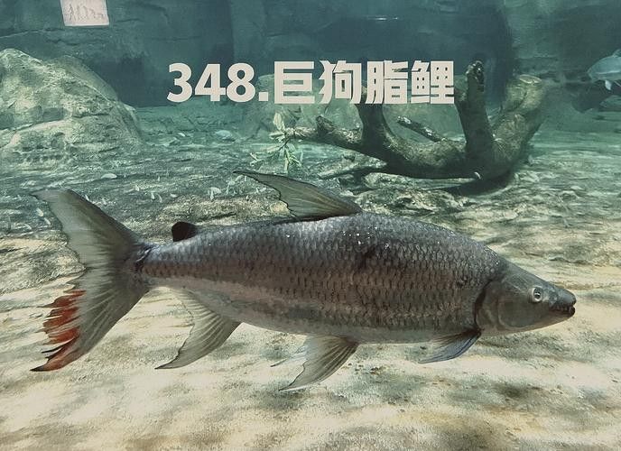 建議窮人養的10種猛魚（10種適合窮人養的八大猛魚，便宜又好養的八大猛魚）