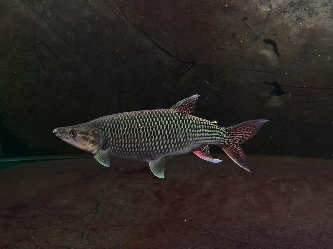 建議窮人養的10種猛魚（10種適合窮人養的八大猛魚，便宜又好養的八大猛魚）