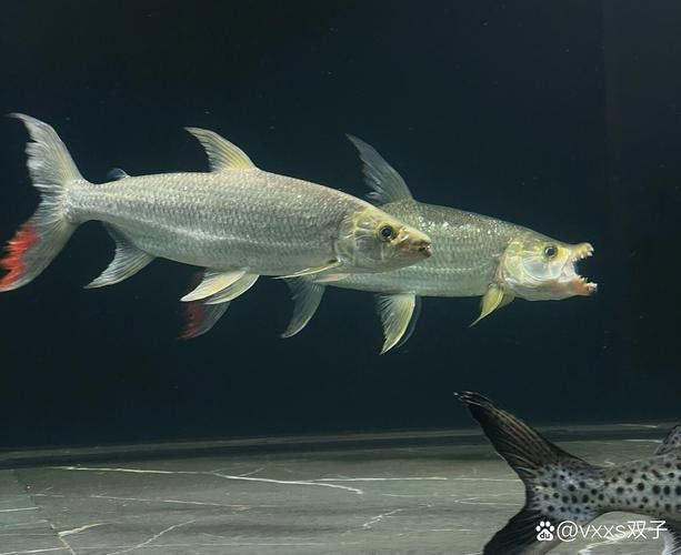 建議窮人養的10種猛魚（10種適合窮人養的八大猛魚，便宜又好養的八大猛魚）