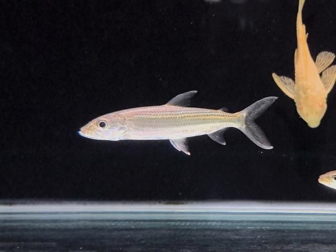 建議窮人養的10種猛魚（10種適合窮人養的八大猛魚，便宜又好養的八大猛魚）