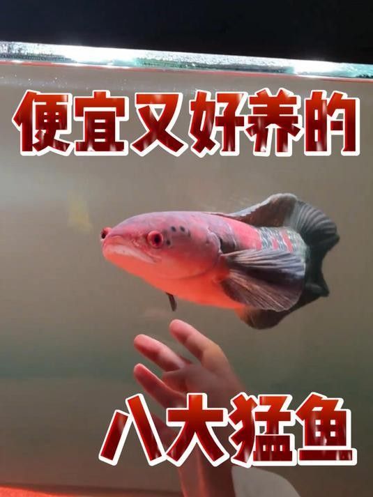 建議窮人養的10種猛魚（10種適合窮人養的八大猛魚，便宜又好養的八大猛魚）