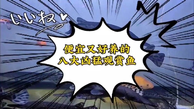 建議窮人養的10種猛魚（10種適合窮人養的八大猛魚，便宜又好養的八大猛魚）