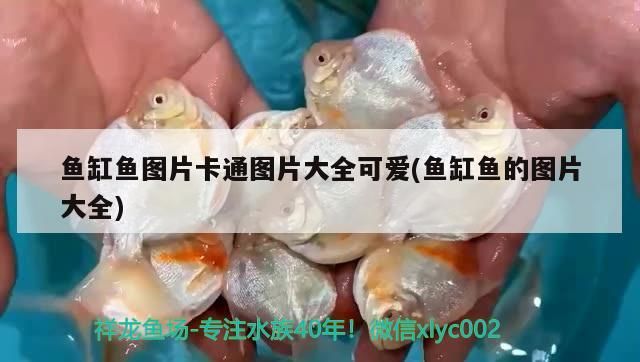 溫州水族批發(fā)市場(chǎng)在哪里有賣魚的地方（溫州水族批發(fā)市場(chǎng)在哪里有賣魚的地方呀）（溫州哪里有賣魚的地方） 溫州水族批發(fā)市場(chǎng)在哪里有賣魚的地方（溫州水族批發(fā)市場(chǎng)在哪里有賣魚的地方呀）（溫州哪里有賣魚的地方） 觀賞魚百科 第2張