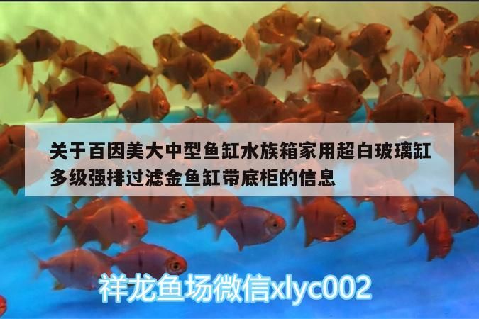 關于百因美大中型魚缸水族箱家用超白玻璃缸多級強排過濾金魚缸帶底柜的信息（家用水族箱十大品牌） 關于百因美大中型魚缸水族箱家用超白玻璃缸多級強排過濾金魚缸帶底柜的信息（家用水族箱十大品牌） 觀賞魚百科