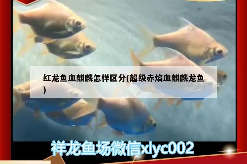 紅龍魚血麒麟怎樣區分(超級赤焰血麒麟龍魚)（紅龍魚血麒麟如何區分？）