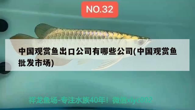 中國觀賞魚出口公司有哪些公司(中國觀賞魚批發市場)（中國觀賞魚出口公司(中國觀賞魚出口公司有哪些公司） 中國觀賞魚出口公司有哪些公司(中國觀賞魚批發市場)（中國觀賞魚出口公司(中國觀賞魚出口公司有哪些公司） 觀賞魚百科
