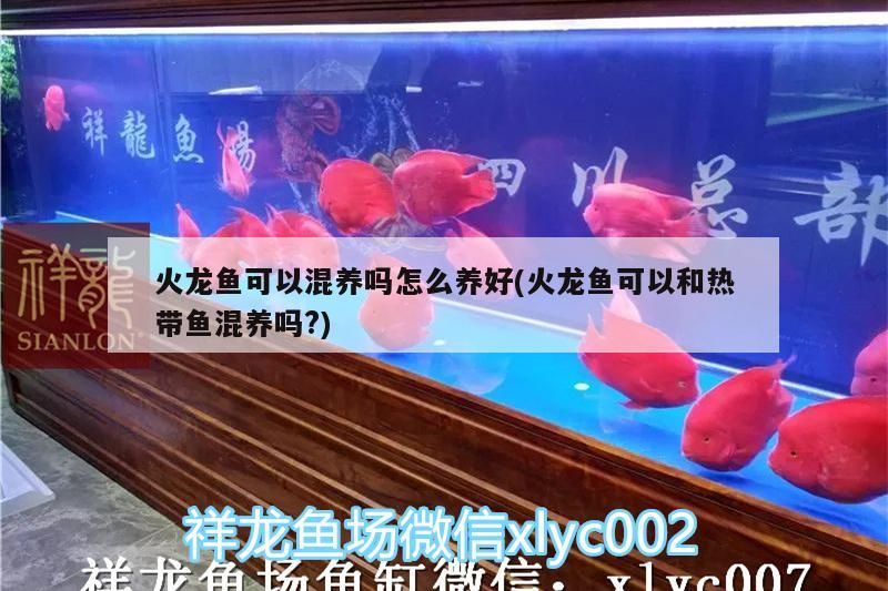 銀白色的魚叫什么？，銀白色的小魚觀賞魚叫什么品種圖片 銀白色的魚叫什么？，銀白色的小魚觀賞魚叫什么品種圖片 觀賞魚百科 第2張