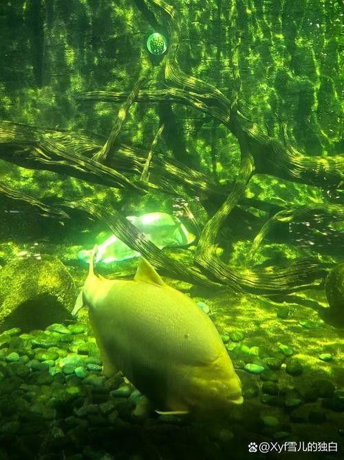 阿克陶龍魚（阿克陶龍魚在中國文化中具有重要的地位，被視為吉祥的象征）