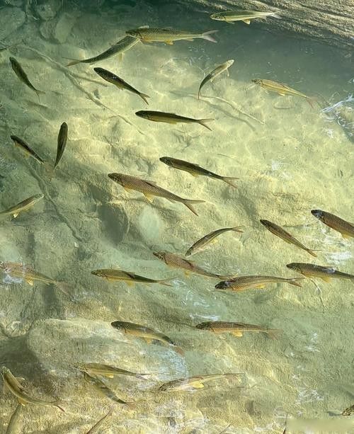阿克陶龍魚（阿克陶龍魚在中國文化中具有重要的地位，被視為吉祥的象征）