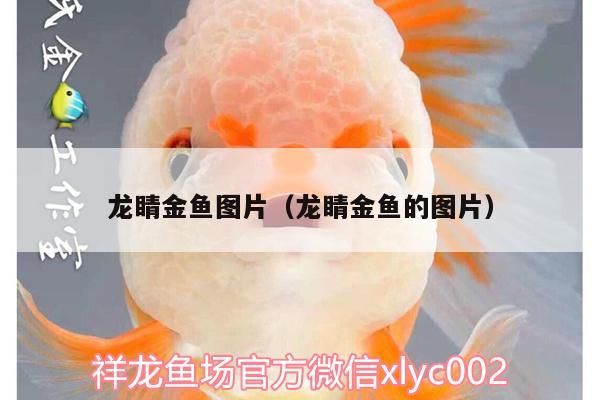 龍睛金魚圖片（龍睛金魚的圖片）（龍睛金魚屬于什么品種） 龍睛金魚圖片（龍睛金魚的圖片）（龍睛金魚屬于什么品種） 觀賞魚百科