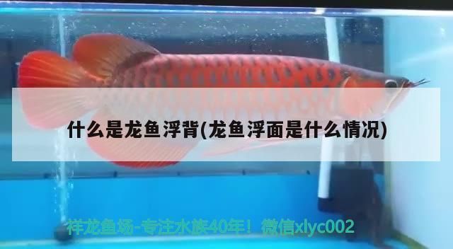 什么是龍魚浮背(龍魚浮面是什么情況)（什么是龍魚浮背） 什么是龍魚浮背(龍魚浮面是什么情況)（什么是龍魚浮背） 觀賞魚百科