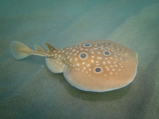 紅龍魚產地是哪個國家的：紅龍魚產地與哪些國家的水族館或寵物貿易市場有關 紅龍魚產地是哪個國家的：紅龍魚產地與哪些國家的水族館或寵物貿易市場有關 觀賞魚百科 第2張