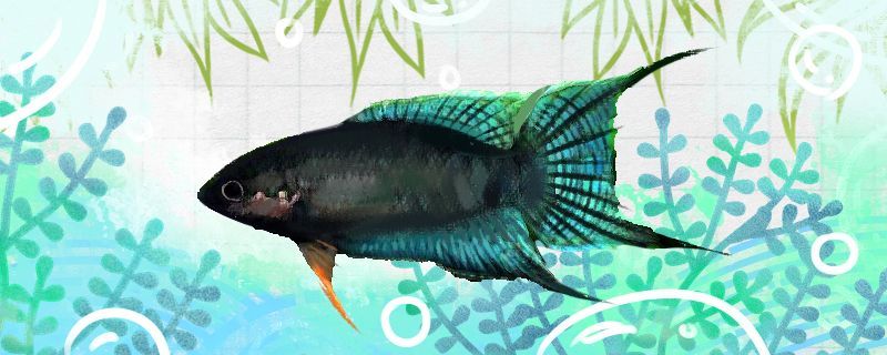 耐低氧的淡水魚有哪些不打氧能養(yǎng)活嗎（耐低氧淡水魚有哪些不打氧能養(yǎng)活嗎）