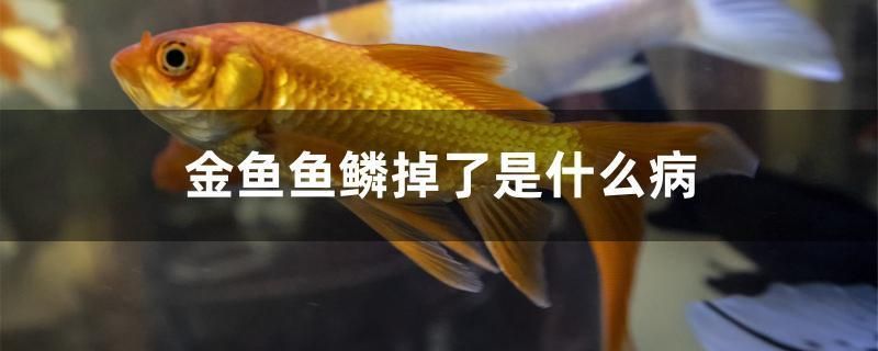 短身金龍魚優點缺點(鉛筆魚怎么看品相)(如何評估短身金龍魚的優缺點) 觀賞魚百科 第1張 短身金龍魚優點缺點(鉛筆魚怎么看品相)(如何評估短身金龍魚的優缺點) 短身金龍魚優點缺點(鉛筆魚怎么看品相)(如何評估短身金龍魚的優缺點) 觀賞魚百科 第1張