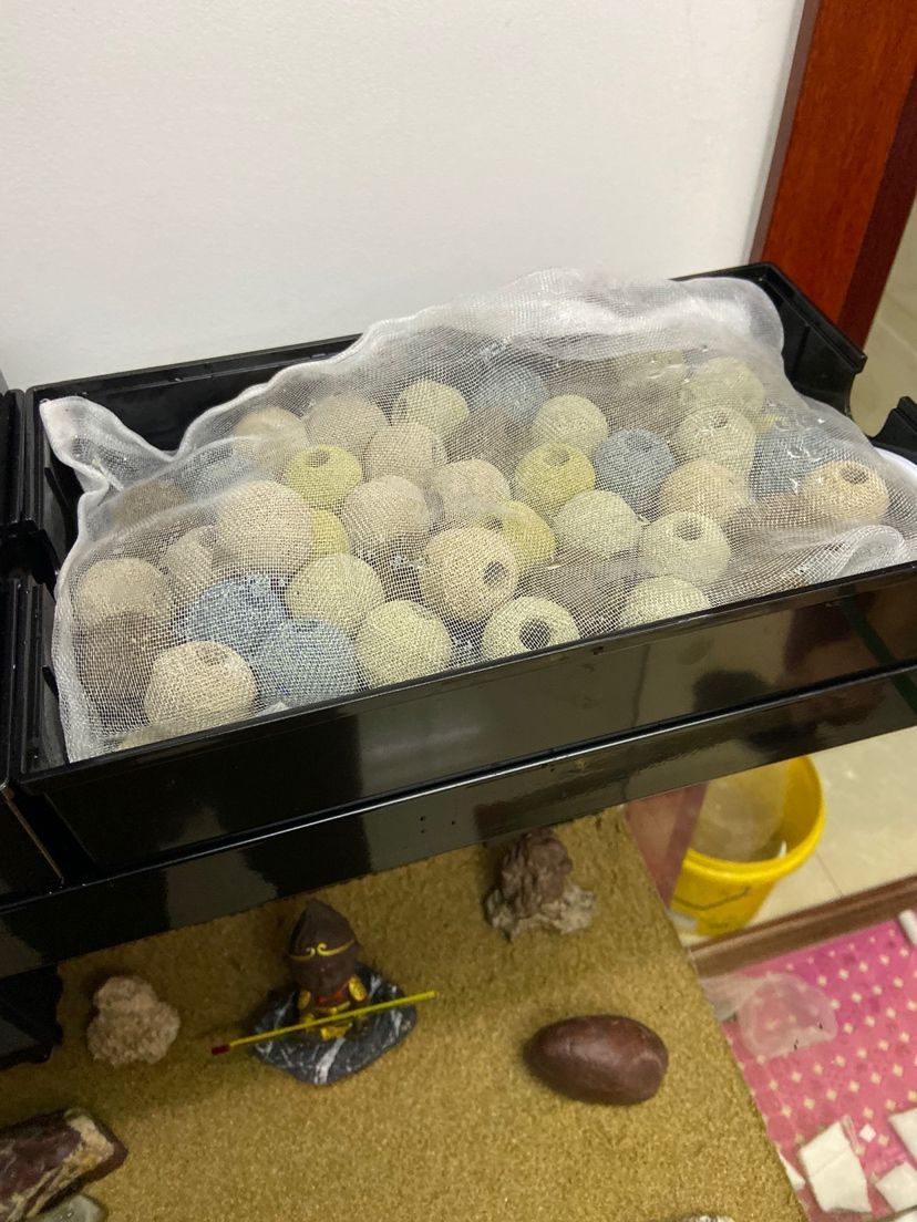 龍魚錦鯉霉爛尾腸炎，錦鯉和龍魚霉爛尾腸炎防治指南 龍魚錦鯉霉爛尾腸炎，錦鯉和龍魚霉爛尾腸炎防治指南 龍魚百科 第2張