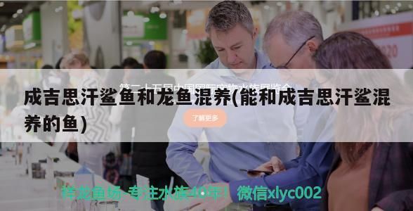 巨骨舌魚 紅龍魚燈什么牌子好用一點兒的(紅龍魚專用燈哪個牌子的好)(成吉思汗鯊魚和龍魚混養(yǎng)) 觀賞魚百科 紅龍魚燈什么牌子好用一點兒的(紅龍魚專用燈哪個牌子的好)(成吉思汗鯊魚和龍魚混養(yǎng)) 紅龍魚燈什么牌子好用一點兒的(紅龍魚專用燈哪個牌子的好)(成吉思汗鯊魚和龍魚混養(yǎng)) 觀賞魚百科