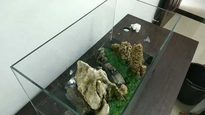 六角恐龍魚為什么不愛動了(六角恐龍魚不愛動彈,不吃飯)（六角恐龍魚為什么不愛動）