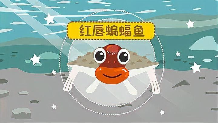 紅口魚和金龍魚的區(qū)別（“紅口魚”和“金龍魚”的區(qū)別）