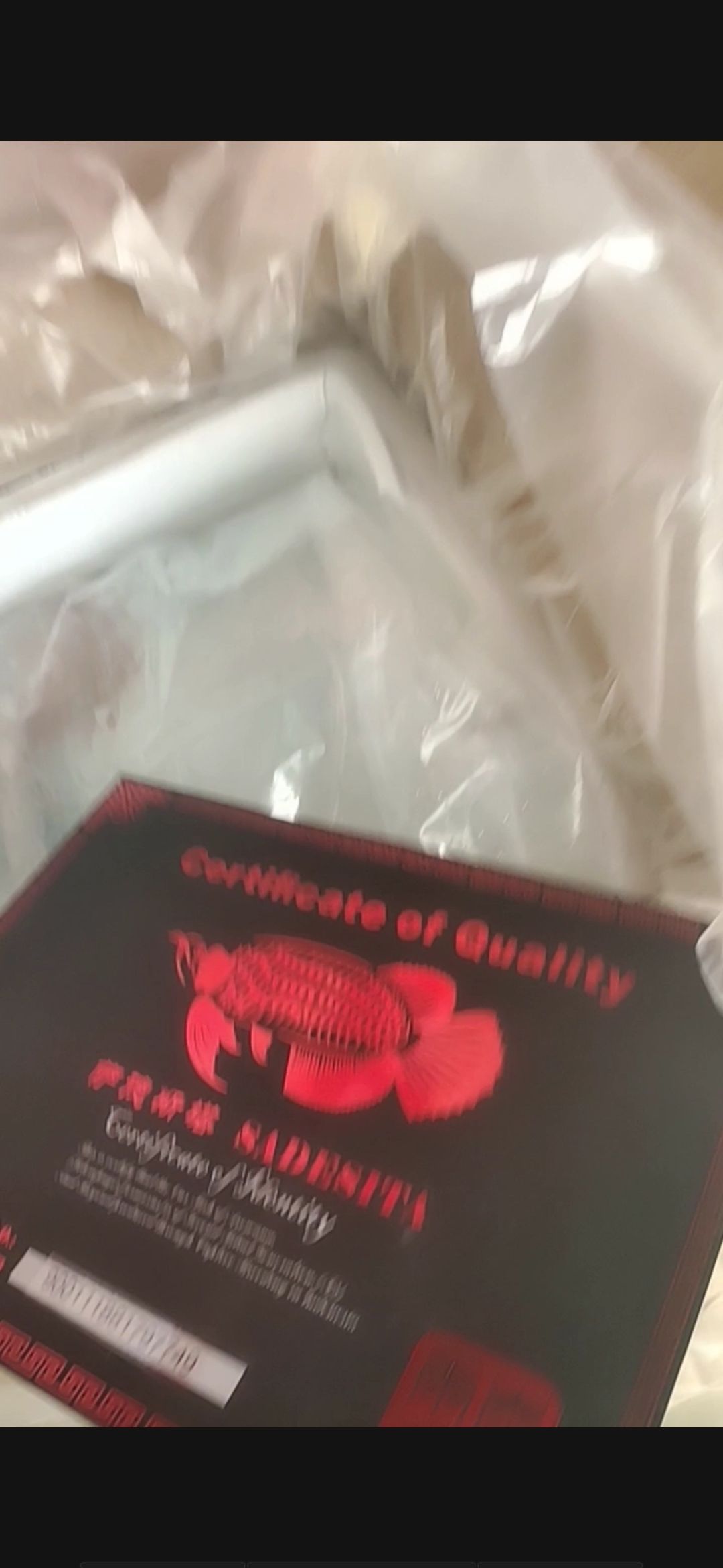 廣州水族批發(fā)市場急死了～急死了請各位大玩家給指點（廣州水族批發(fā)市場） 廣州水族批發(fā)市場急死了～急死了請各位大玩家給指點（廣州水族批發(fā)市場） 觀賞魚百科 第2張