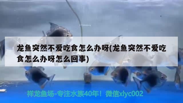 龍魚突然不愛吃食怎么辦呀(龍魚突然不愛吃食怎么辦呀怎么回事)（龍魚不愛吃食怎么辦） 龍魚突然不愛吃食怎么辦呀(龍魚突然不愛吃食怎么辦呀怎么回事)（龍魚不愛吃食怎么辦） 觀賞魚百科
