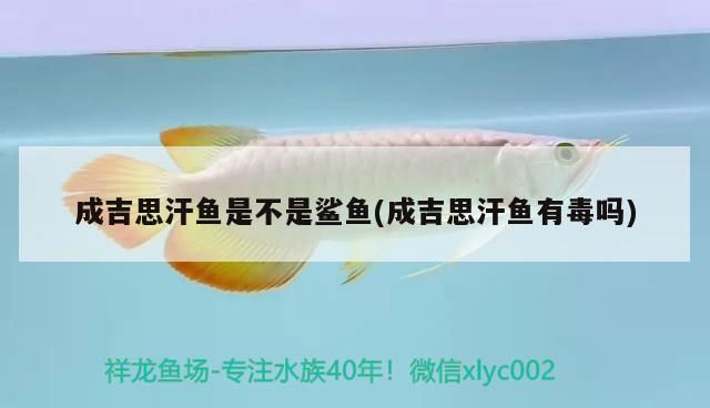 《都市我有魚場空間》的作者是誰，《都市我有魚場空間》作者是** 《都市我有魚場空間》的作者是誰，《都市我有魚場空間》作者是** 龍魚百科 第2張