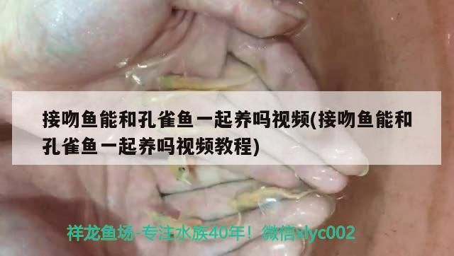 接吻魚能和孔雀魚一起養嗎視頻(接吻魚能和孔雀魚一起養嗎視頻教程)（接吻魚能和孔雀魚一起養嗎）