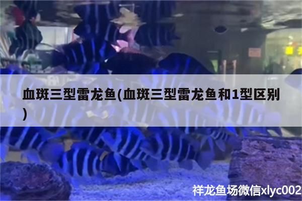 血斑三型雷龍魚(血斑三型雷龍魚和1型區(qū)別)（血斑三型雷龍魚和1型雷龍魚和1型區(qū)別） 血斑三型雷龍魚(血斑三型雷龍魚和1型區(qū)別)（血斑三型雷龍魚和1型雷龍魚和1型區(qū)別） 觀賞魚百科