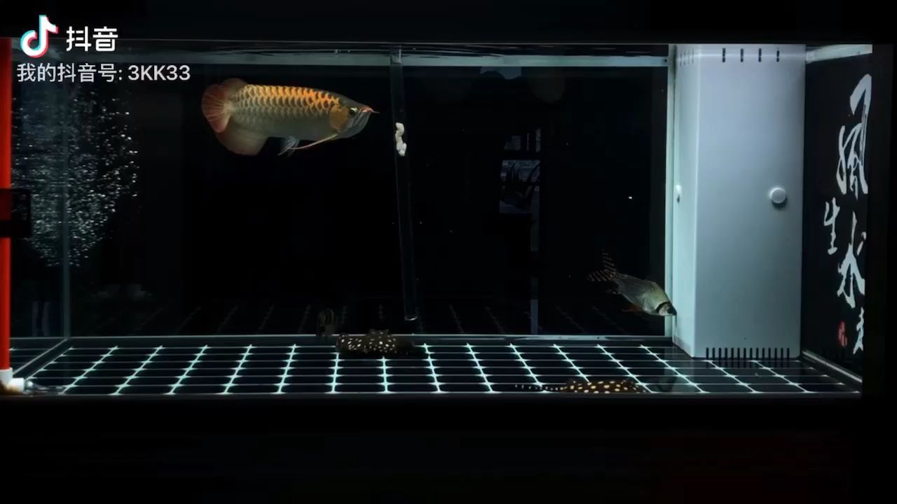 北海觀賞魚市場(chǎng)給它2口子弄點(diǎn)宵夜 北海觀賞魚市場(chǎng)給它2口子弄點(diǎn)宵夜 觀賞魚百科 第2張