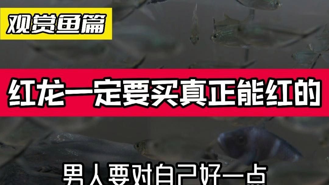 紅河州紅龍魚 紅河州紅龍魚 觀賞魚百科 第4張