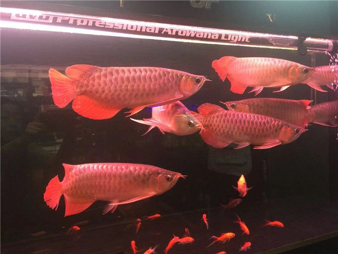 出來見見人 出來見見人 觀賞魚百科 第3張