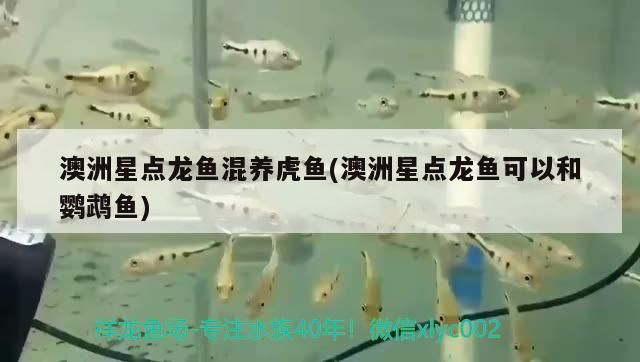 澳洲星點龍魚混養虎魚(澳洲星點龍魚可以和鸚鵡魚)