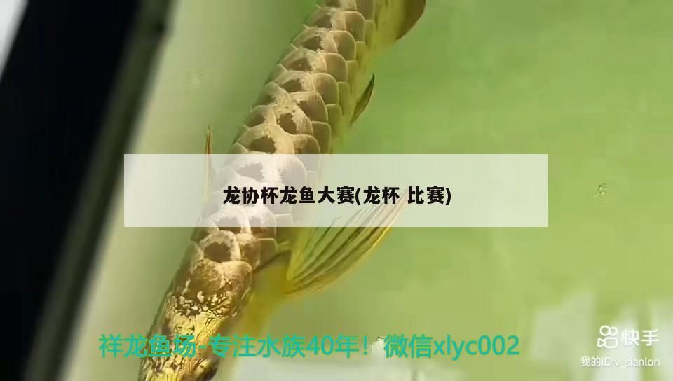 龍協(xié)杯龍魚(yú)大賽(龍杯比賽)