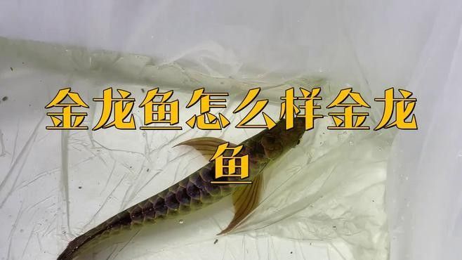龍文金龍魚(yú)屬于什么檔次